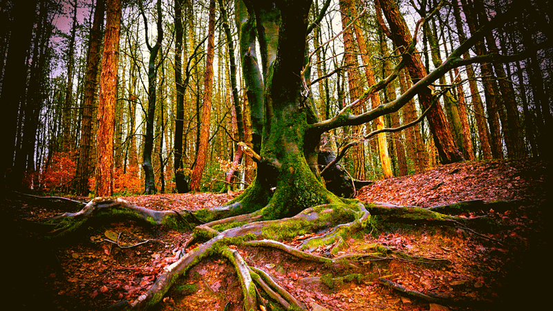 bosque-de-los-tilos