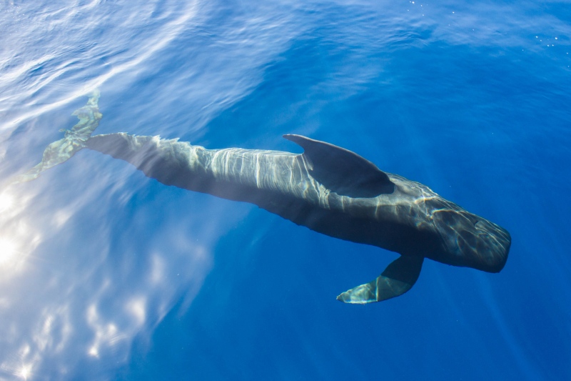 Whale watching in Tenerife