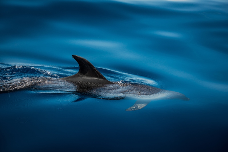 Watching dolphins in Tenerife