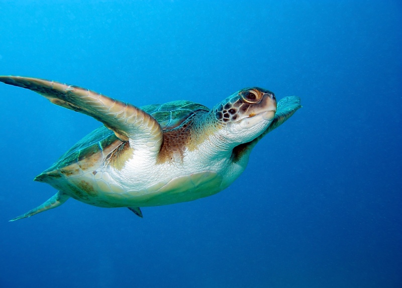 Avistamiento de tortugas en Tenerife