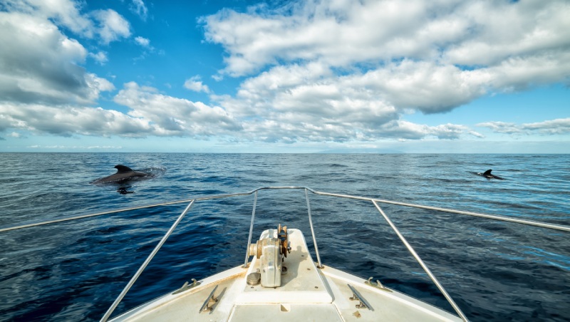 Whale watching auf Teneriffa - ein Paradies um Wale und Delfine zu beobachten