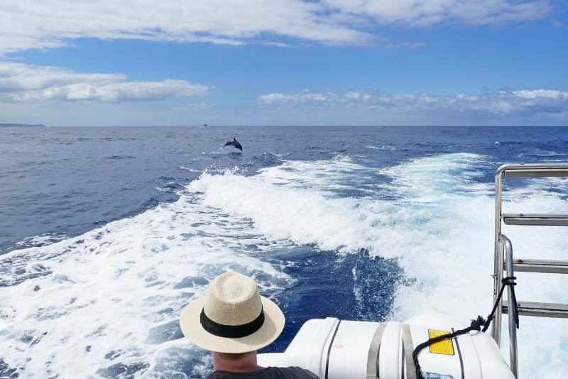 Excursions to see whales in Tenerife