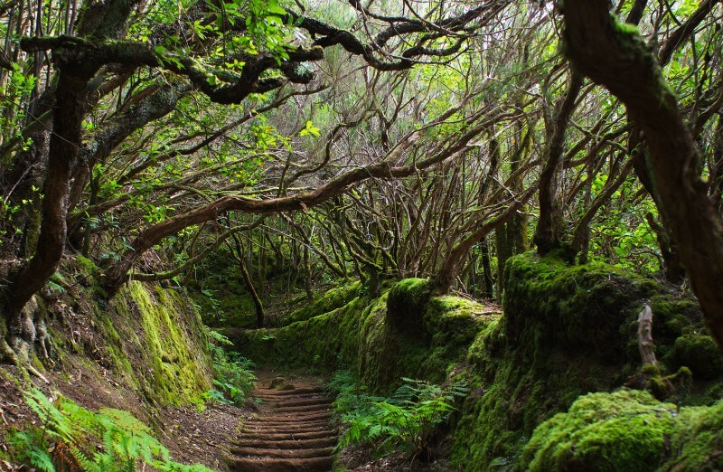 Moss-covered forest trail in Anaga Rural Park, Tenerife, surrounded by laurel trees and lush greenery.