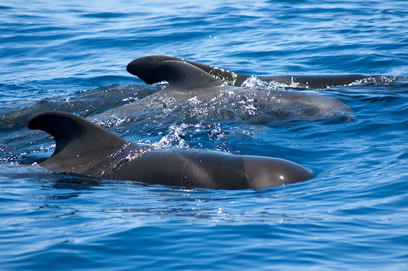 Dolphin and whale watching in lanzarote