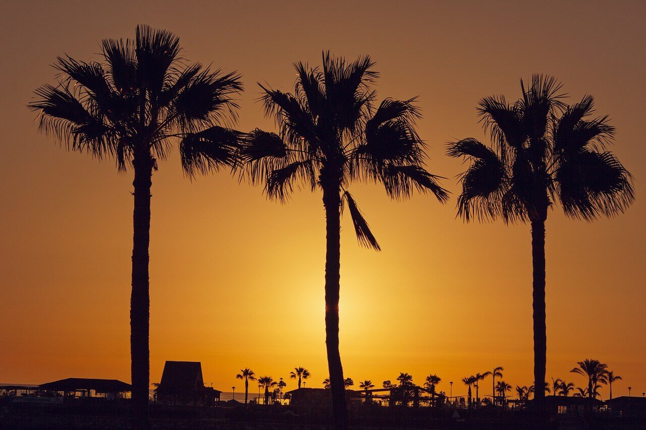 Soleil couchant à l’horizon des palmiers
