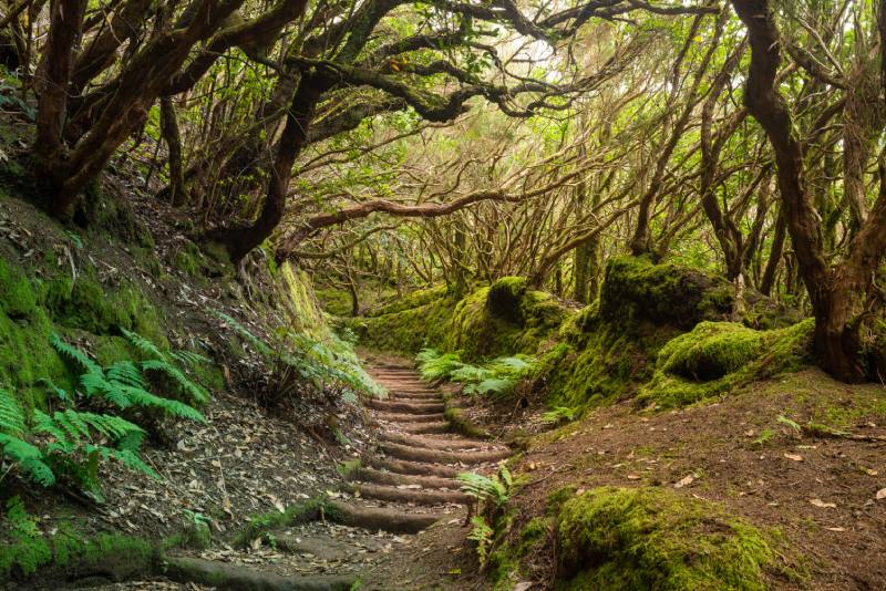 Sentiero della foresta incantata nel nord di Tenerife