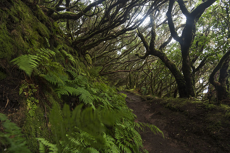 Sendero con vegetación endémica del Parque Rural de Anaga